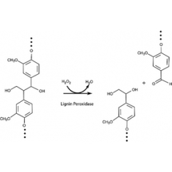 42613-30-9L824022 木质素过氧化物酶, 0.1 U/mg