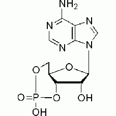 60-92-4A804842 腺苷环磷酸酯, 99%